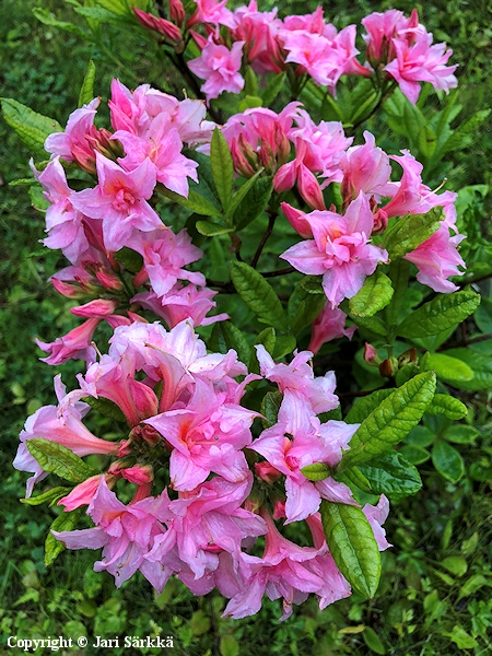 Rhododendron  'Ruususen Uni', puistoatsalea